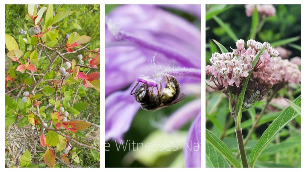 Three full colour images side by side. First photo shows a blueberry shrub. Second photo is a fuzzy black and yellow bumble bee collectin pollen from a puple flower. Third photo is a close up of Swamp milk week pinkish bloom. All of these plants support pollinators and wildlife.