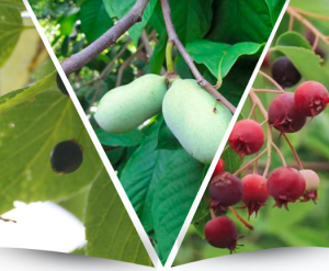 Colourful images of Ontario fruit trees