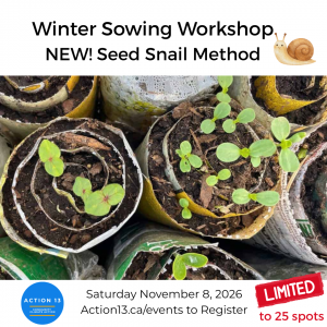 Seedlings growing from a roll of soil